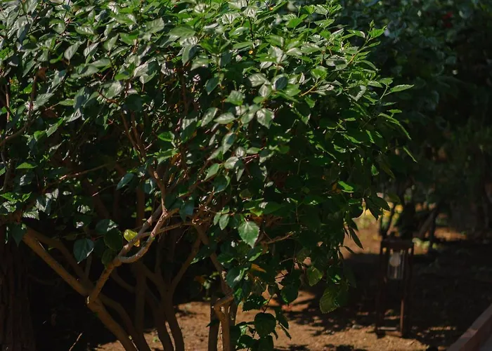 Chiara - Lavi Luxury Вилла Капри