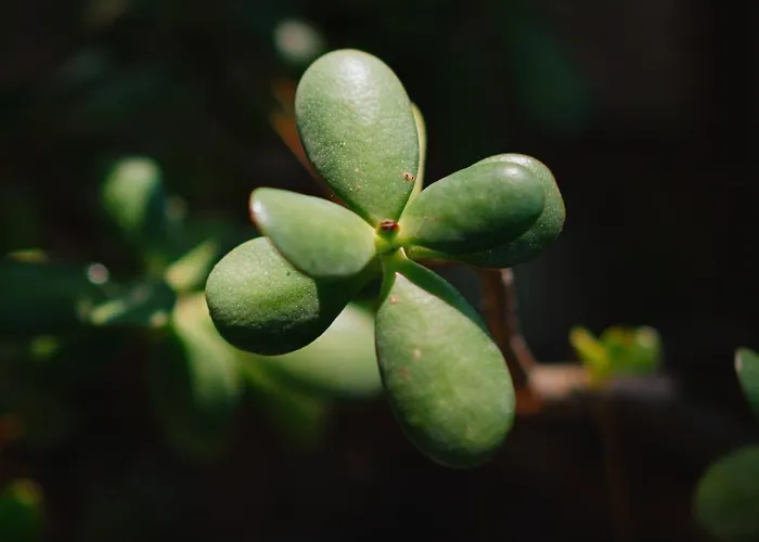 Вилла Chiara - Lavi Luxury *